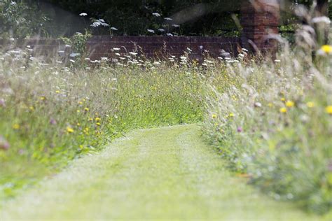 Wildflower Meadow How To Get One Started The English Garden