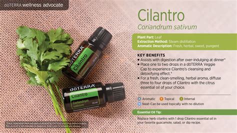 Doterra Cilantro Essential Oil Uses With Food Recipes