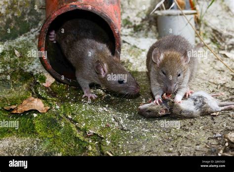 Brown Rat Eating A House Mouse France Stock Photo Alamy