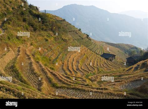 China Guangxi Ping An Village Dragon Backbone Rice Terraces Panoramic Elevated View Over