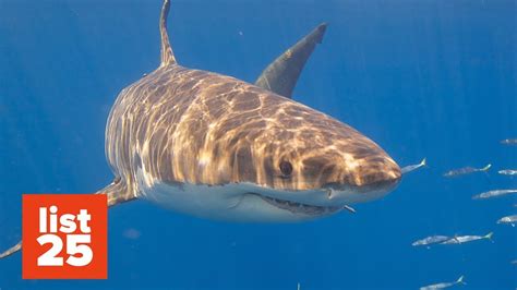Crazy Shark Facts You Can Sink Your Teeth Into