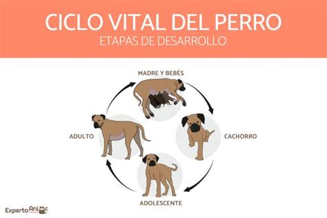 Ciclo De Vida De Un Perro Etapas De Desarrollo