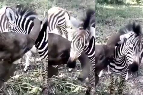 ¡ternura Al Máximo Elefante Bebé Juega Con Cebra En El Video Viral Más