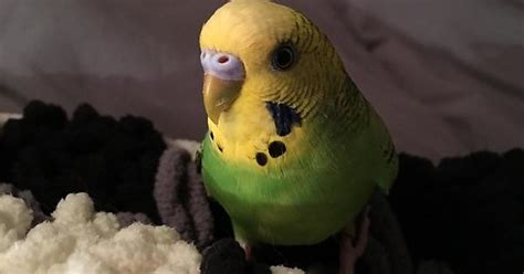 What Gender Is My Budgie Based On Cere Color Album On Imgur