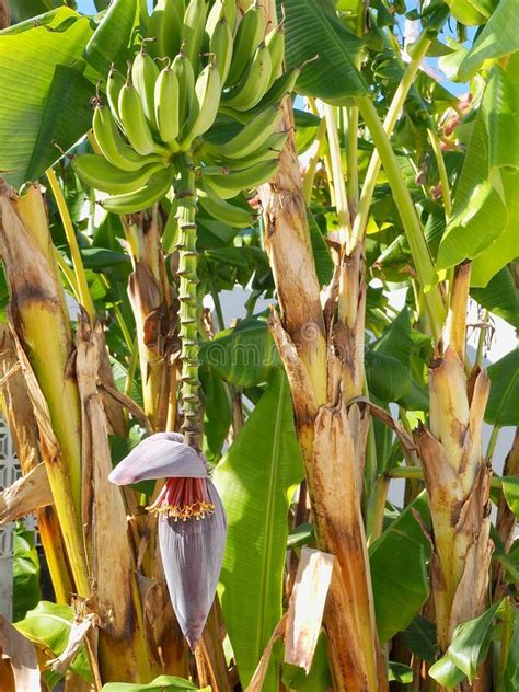 Wonderful Blooming Banana Tree With Fruits Stock Image Image Of