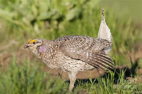 Columbian Sharp Tailed Grouse Breeding Photograph By William H Mullins