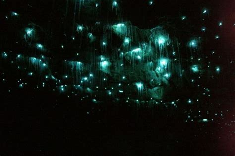 Glow Wormsthey Illuminate Themselves With Bioluminescence