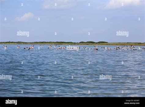 Flock Of Pink Flamingos Stock Photo Alamy