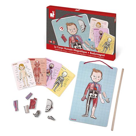 Magnetic Human Body Anatomy Play Set 96 Peice Set For Kids 5 9 Of Age