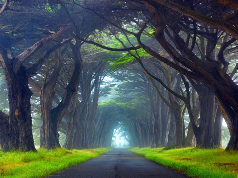 Nature Tunnel Of Trees Way Point Reyes National Seashore