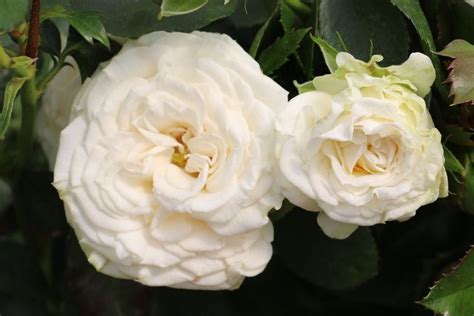 Spray Rose Collection — Eufloria Flowers Spray Roses Flowers Rose