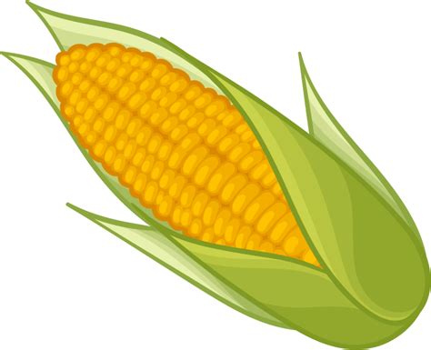 Corn Clipart Png Corn Clipart Corn Coloring Page Tran