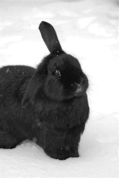 Bunny In The Snow Rabbithouses Cute Baby Bunnies Bunny Pet Rabbit