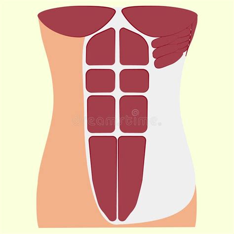 Pectoralis Major Muscle Muscles Of Chest Stock Vector Illustration