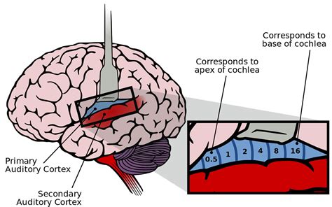 Auditory Cortex Auditory Area Of Brain Location And Function