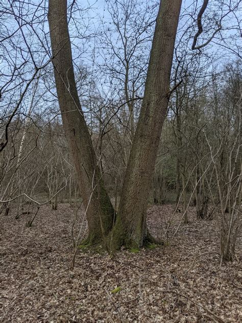 A Bifurcated Tree © Bob Harvey Geograph Britain And Ireland