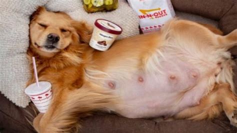 This Hilarious Photo Of A Pregnant Golden Retriever Surrounded By