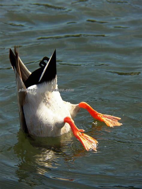 Like Water Off A Ducks Butt Bird Photo Beautiful Birds Crafty Feathered Abstract Ducks