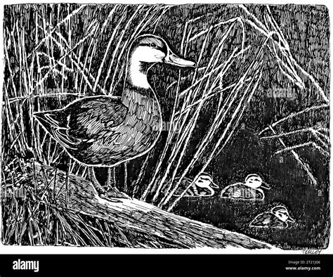 Creator Kelley Tom Subjects Birds Birds Duck Ducks Waterfowl Migratory Birds Art Line