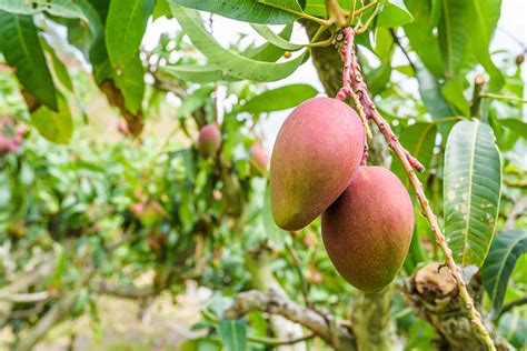 Maybe you would like to learn more about one of these? How to Grow Mango Trees in Your Home Orchard