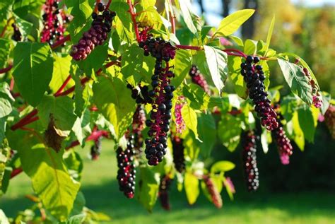 Poke Berries Healing Plants Herbalism Medicinal Plants