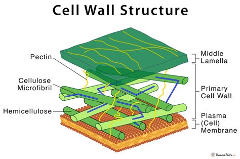 Plant Cell Wall Layers