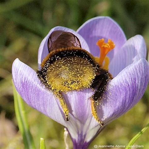 Kleines Honigbienen Hinterteil Voller Pollen Honigbiene