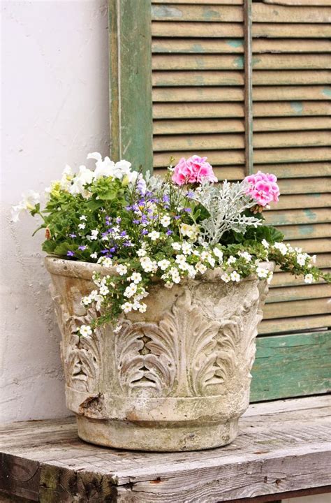 115 Best Images About Summer Flowers In Pots On