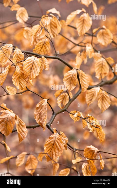 Beech Tree Leaves In Winter England Uk Stock Photo Alamy