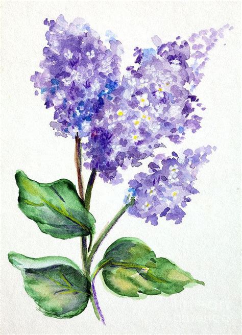 Lovely Lilacs Art Print By Pattie Calfy Lilac Painting Watercolor