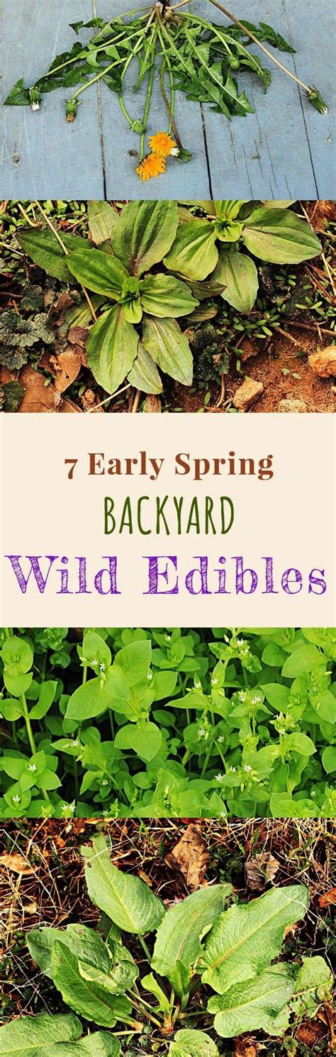 7 Early Spring Backyard Wild Edible Plants Edible Wild Plants Wild