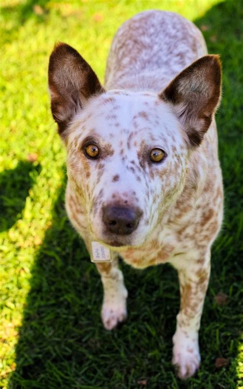 353 Best Australian Cattle Dogs Bluered Heelers Images