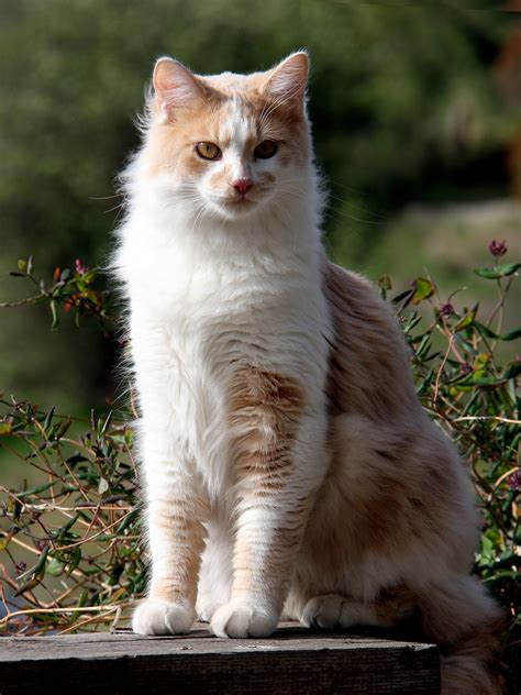 Top Image Domestic Long Haired Cat Thptnganamst Edu Vn