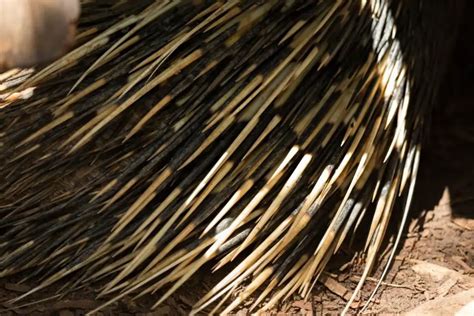 Do Porcupines Shoot Their Quills How Do The Quills Work Naturenibble