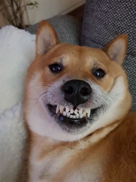 This Online Community Toofers Shares Adorable Photos Of Cute And