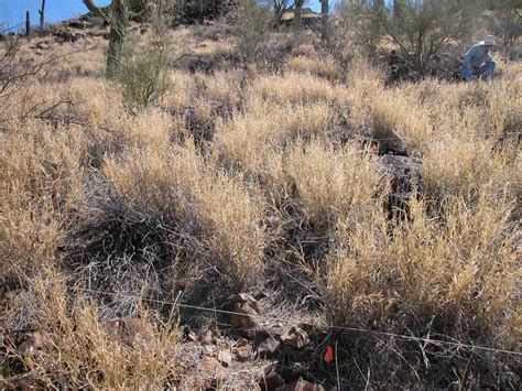 Grass Invasive To The Sonoran Desert Buffelgrass Pennisetum Ciliare