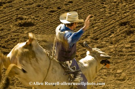 Cowboy Rides Bucking Bull At Miles City Bucking Horse Sale Rodeo
