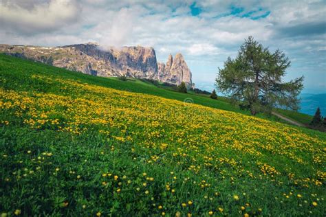 Yellow Dandelions On The Green Fields Dolomites Italy Europe Stock