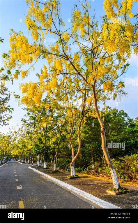 The Yellow Osaka Season In Con Lon Viet Nam Stock Photo Alamy