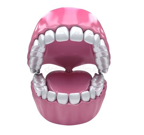 permanent teeth adult dentition stock image image 58793473