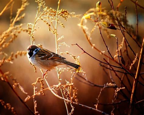 Sparrow Bird Fun Entertainment Hd Wallpaper Pxfuel