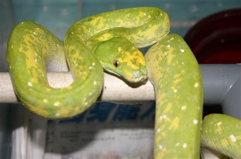 Marvins Reptiles And Exotics Pets Biak Green Tree Python