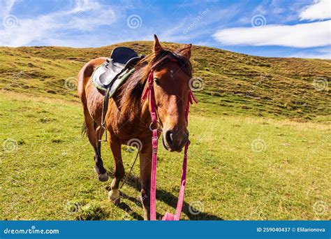 Horse Grazes In A Meadow In The Caucasus Mountains Stock Image Image