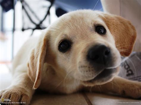 Training boomer has been pretty easy so far. Yellow Lab Puppies wallpaper | 1600x1200 | #59283