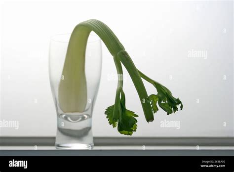 Celery In A Water Glass Hi Res Stock Photography And Images Alamy