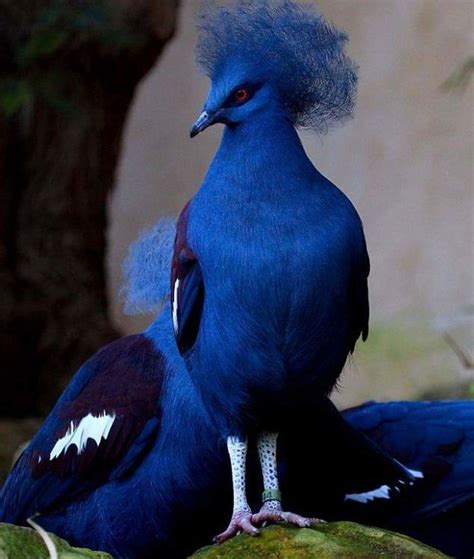 29 aves exóticas impresionantes que nunca has visto por su rareza