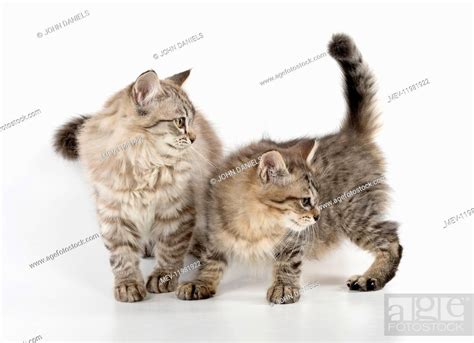 Cat Tiffanie Chocolate Macerel Tabby And Black Mackerel Tabby Cat
