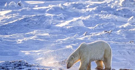 Ayılar Kış Uykusuna Yatar Mı? Ayılar Kış Uykusuna Neden Yatar, Kaç Ay