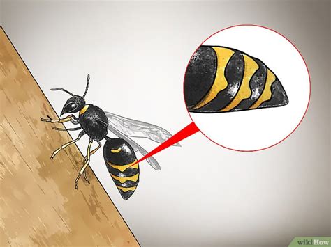 Check out our yellow black wasp selection for the very best in unique or custom, handmade pieces favorite. 3 Modi per Riconoscere le Vespe - wikiHow