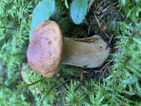 Single Edible Wild Forest Boletus Mushroom Grows In Ground 4412832